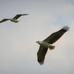 Aterrizaje de emergencia debido a aves en vuelo